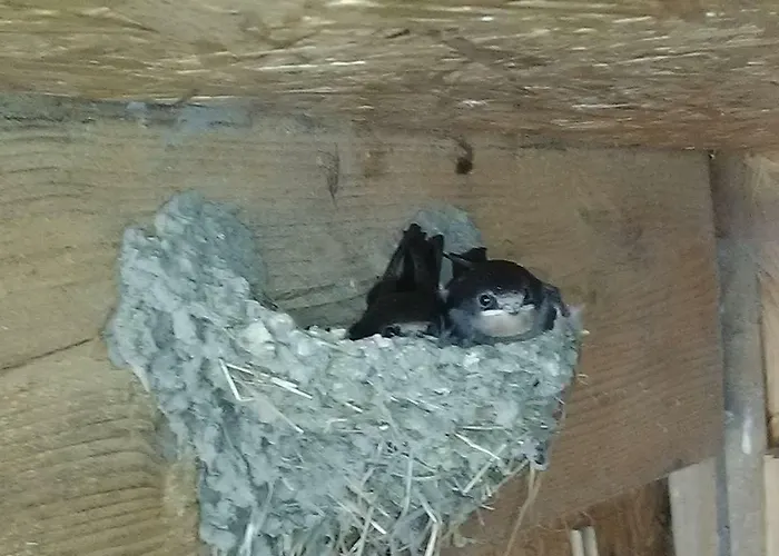 בית נופש D'hauville Vallee *